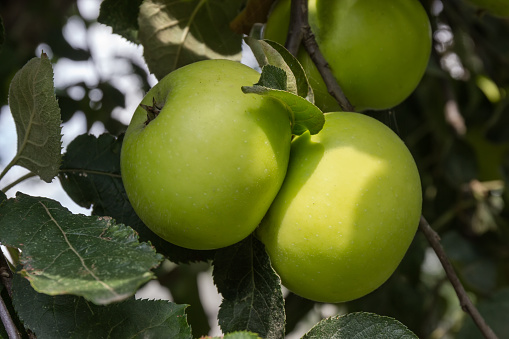 Green apples on the branch of apple tree in an orchard close-up in a shade in sunny weather