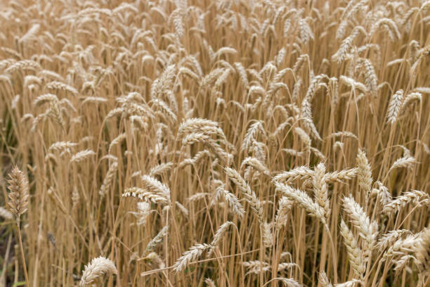 fragmento del campo de trigo maduro en clima nublado - wheat winter wheat cereal plant spiked fotografías e imágenes de stock