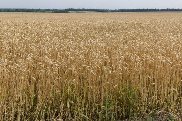 campo del trigo maduro en verano clima soleado - wheat winter wheat cereal plant spiked fotografías e imágenes de stock