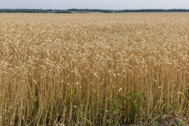 поле спелой пшеницы в летнюю солнечную погоду - wheat winter wheat cereal plant spiked стоковые фото и изображения