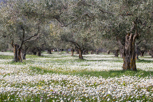 Flowering chamomile in the olive grove.
