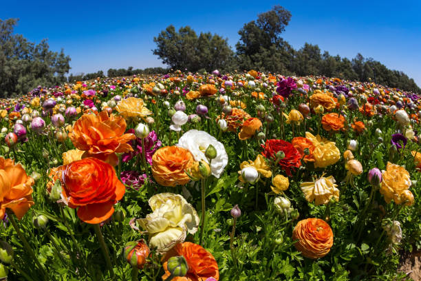 istock The blossoming buttercups 1476163837