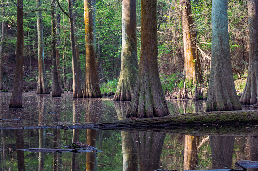 Bald cypress trees, Taxodium distichum, leafing out in springtime, their trunks reflected in the water.