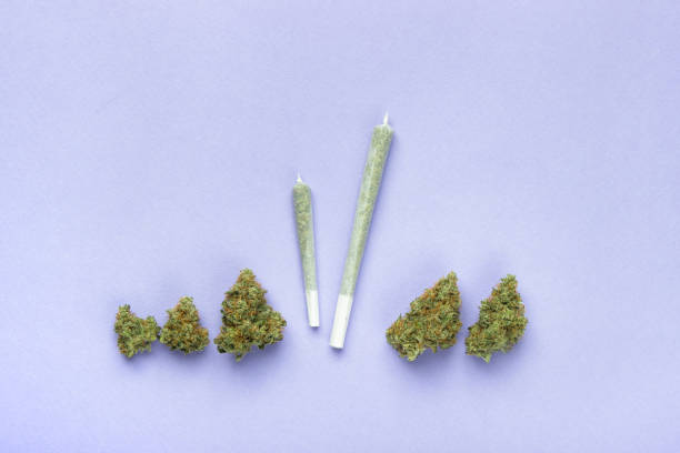zwei unterschiedlich große joints aus transparentem weißem papier liegen zwischen trockenen knospen von medizinischem marihuana.  kopieren sie auf einem lila hintergrund den bereich - psychedelic smoke colors green stock-fotos und bilder