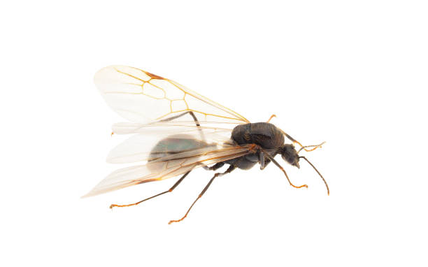istock Winged male ant isolated on white background, Messor sp. 1476168863