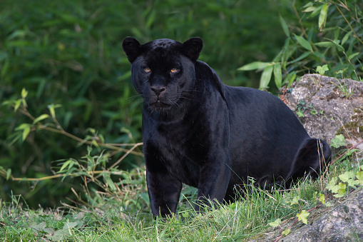Captive Black Jaguar