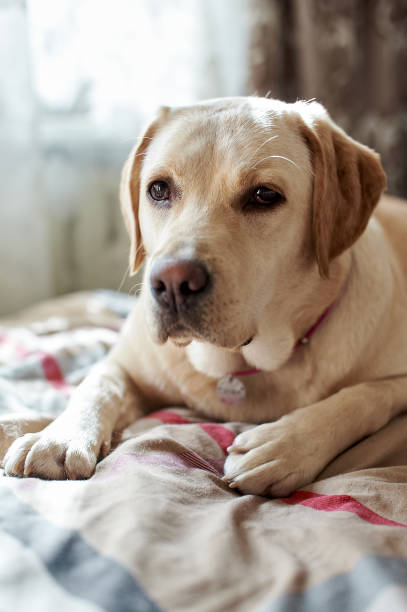 istock Fawn Labrador on the bed, close-up portrait 1476169612