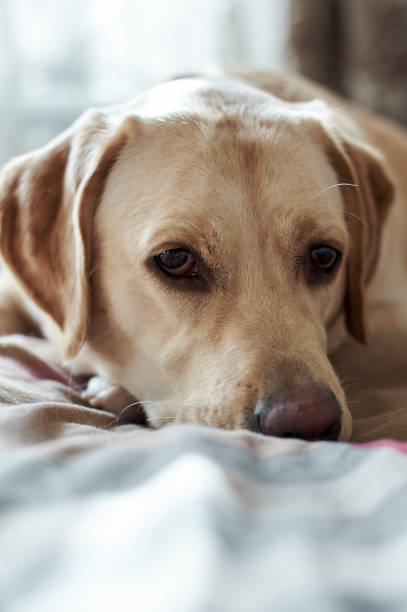 istock Fawn Labrador on the bed, close-up portrait 1476169629