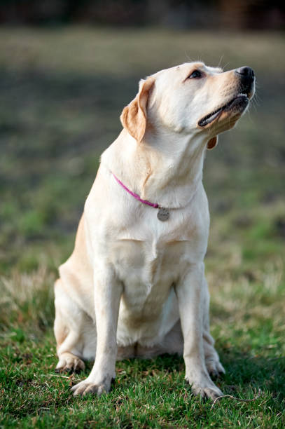 istock Fawn Labrador on green grass grass, one year old, village 1476169721