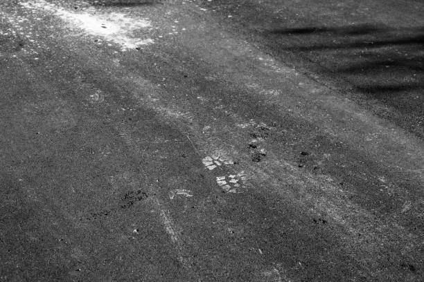 istock Footprint is on an asphalt road near white paint splash 1476170636