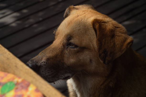 istock Dog looking at people in a restaurant while they eat 1476171015
