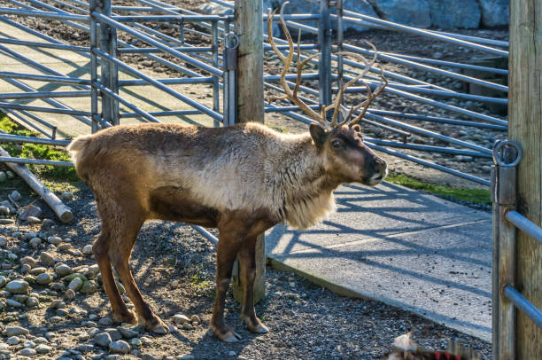 istock Reindeer At Animal Park 3 1476175110