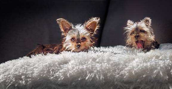close up Portrait of the Yorkshire Terrier dog