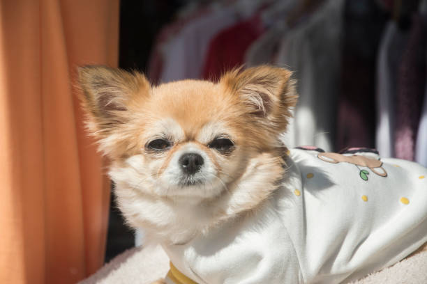 istock Chihuahua dog closeup 1476176516