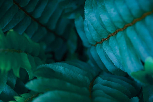 nahaufnahme makro blau grün blätter farn textur tropenwaldpflanze im weichzeichnerhintergrund. biologie blatt botanischen desktop-hintergrund, website-cover-hintergrund, ökologie oder umwelt banner-konzept. - fern leaf plant close up stock-fotos und bilder