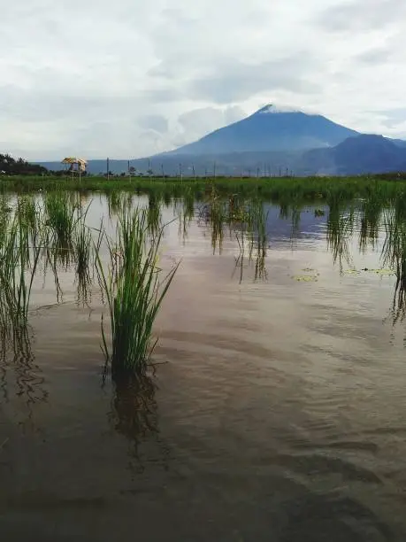Close up rice paddy plants in Rawa Pening (Rawapening) lake with Mount Merbabu background