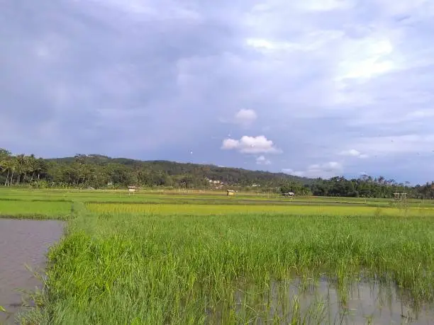 Rice paddy plants in Rawa Pening (Rawapening) lake