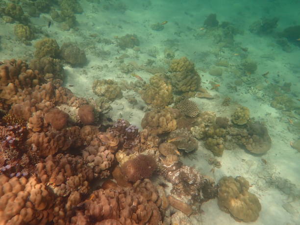istock Fish in Tarutao Marine National Park 1476181635