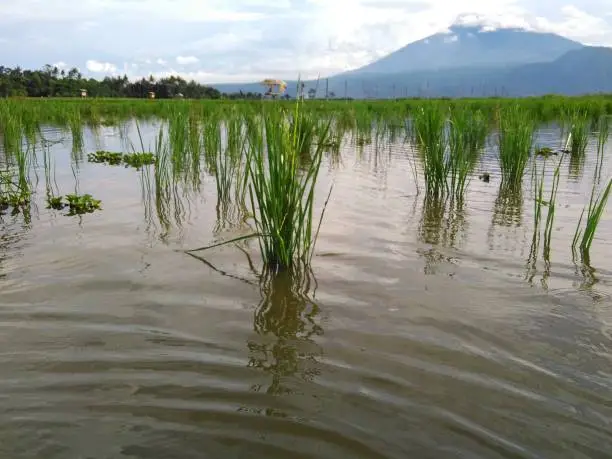 Close up rice paddy plants in Rawa Pening (Rawapening) lake with Mount Merbabu background