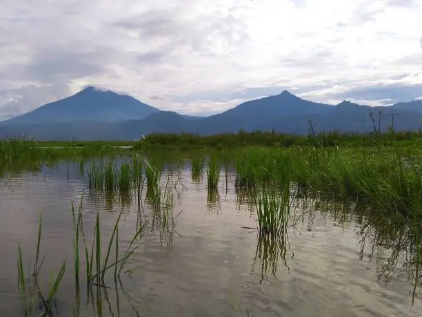 Rice paddy plants in Rawa Pening (Rawapening) lake with Mount Merbabu and Telomoyo background