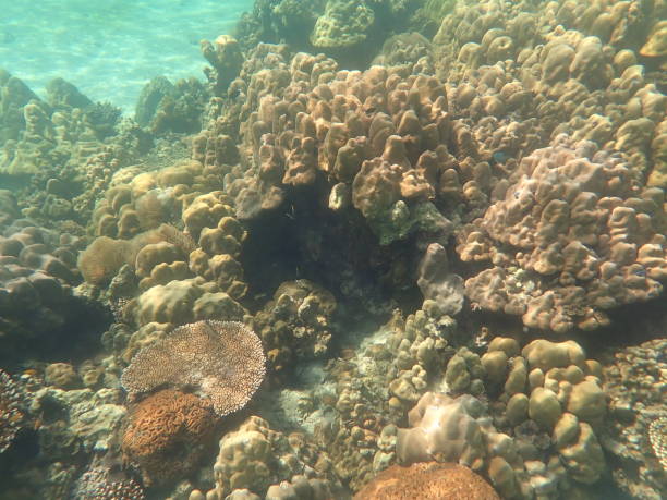 istock Fish in Tarutao Marine National Park 1476181734