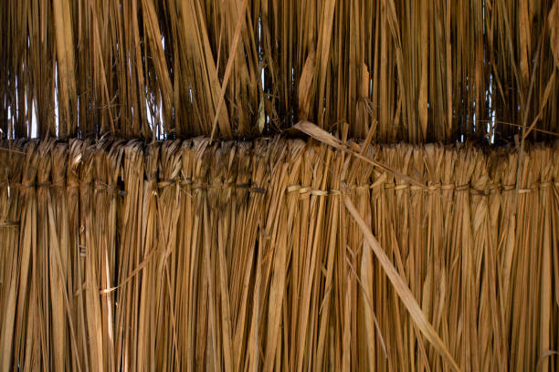 istock Detail of a reed thatch roof 1476187909
