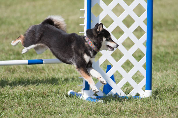 istock Shiba Inu jumping a hurdle 1476188734