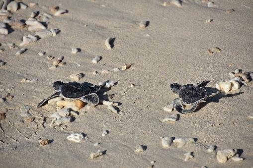 Baby sea turtles heading to the water on Con Dao