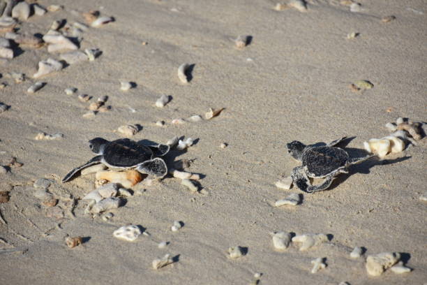 Two Baby Sea Turtles Crawling toward the Sea stock photo