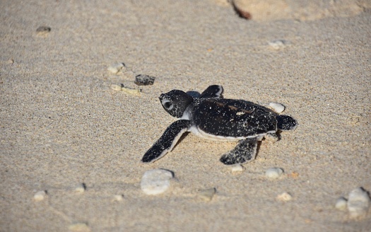 Baby green sea turtle crawls across beach to reach the sea