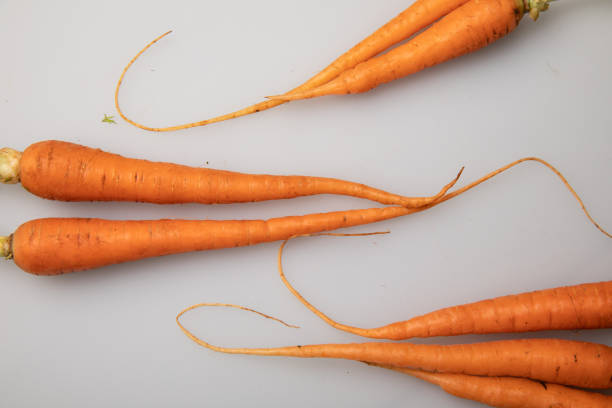 Freshly picked carrots in a basket