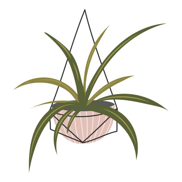 ilustrações, clipart, desenhos animados e ícones de planta fofa em um vaso de flores. adesivo de plantas exóticas de interior. flor em um fundo branco isolado. ilustração stock do vetor. planta de casa tropical. planta de vaso. planta de jardim. - fern flower pot plant decorative urn