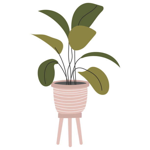 ilustrações, clipart, desenhos animados e ícones de planta fofa em um vaso de flores. adesivo de plantas exóticas de interior. flor em um fundo branco isolado. ilustração stock do vetor. planta de casa tropical. planta de vaso. planta de jardim. - fern flower pot plant decorative urn