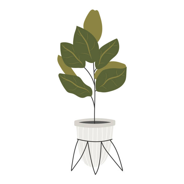 ilustrações, clipart, desenhos animados e ícones de planta fofa em um vaso de flores. adesivo de plantas exóticas de interior. flor em um fundo branco isolado. ilustração stock do vetor. planta de casa tropical. planta de vaso. planta de jardim. - fern flower pot plant decorative urn