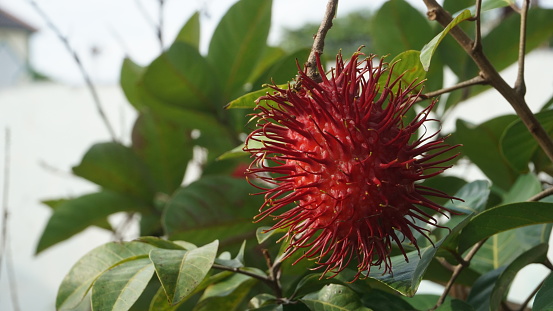 The rambutan fruit on the tree has started to ripen