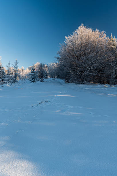 Winter mountain scenery with frozen trees, snow covered meadow and clear sky stock photo