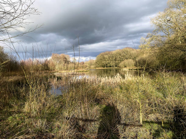 istock A view of Brown Moss Nature Reserve 1476195351