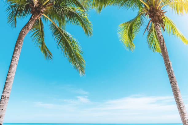 istock Tropical palm tree with blue sky and cloud abstract background. Summer vacation and nature travel adventure concept. Pastel tone filter effect color style. 1476196197