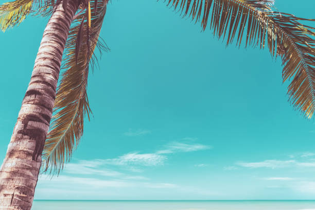 istock Tropical palm tree with blue sky and cloud abstract background. Summer vacation and nature travel adventure concept. Pastel tone filter effect color style. 1476196225