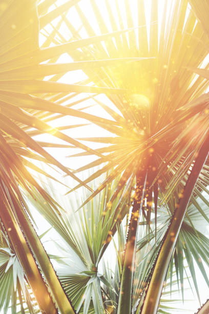 Tropical palm tree with sun light on sunset sky and cloud abstract background. Summer vacation and nature travel adventure concept. Vintage tone filter effect color style.