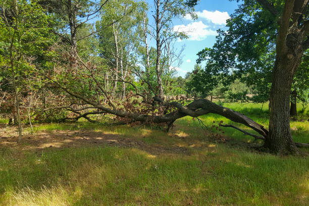istock Broken half of double trunk of  Common oak 1476196624