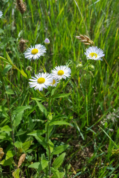 istock Flowers of Annual fleabane 1476196628