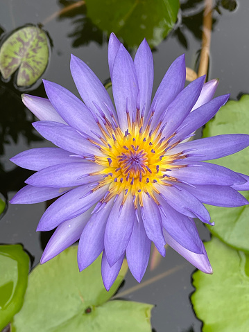 Purple lotus.