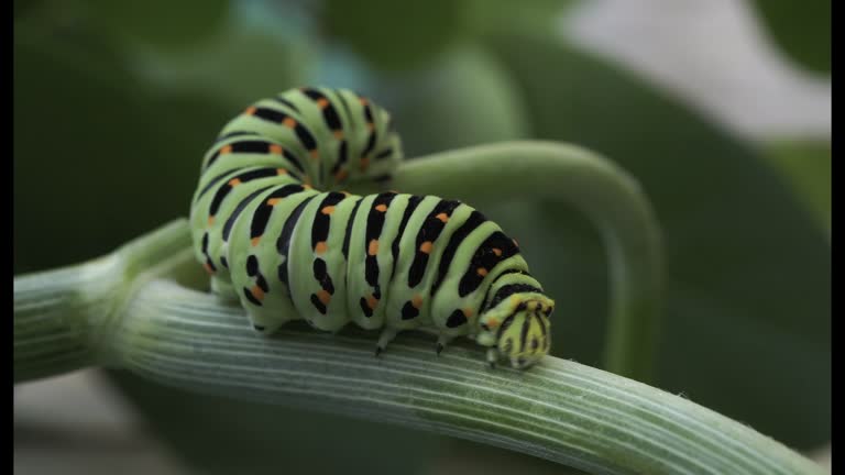 Macro of Caterpillar of Papilio Machaon swallowtail caterpillar feeding on Fennel branches. details in nature.