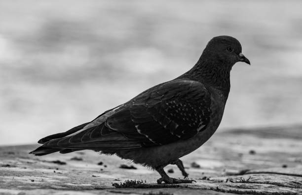 istock Close-up of a bird perching against water 1476200074