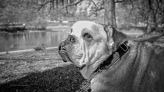 Boxer in black and white in Barcelona, Catalonia, Spain