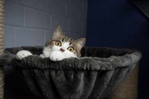 tabby white cat on scratching post at the animal shelter looking curiously and playful