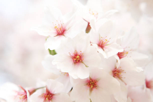 istock a Spring Cherry blossoms, pink flowers. Pink sakura 1476203518