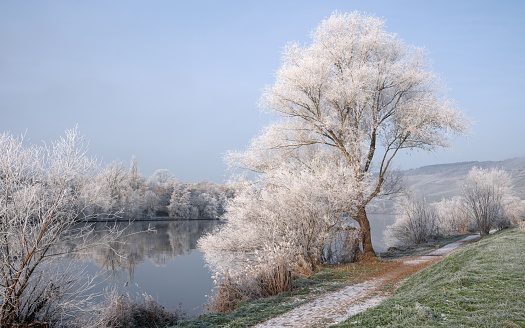 The tree overlooking the meadow in November