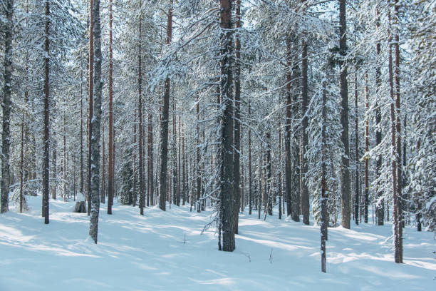 istock Snowy Woods Finnish Lapland 1476205401